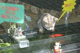 ショーウィンドウの中を泳ぐ金魚をのぞき込んでいる猫の写真