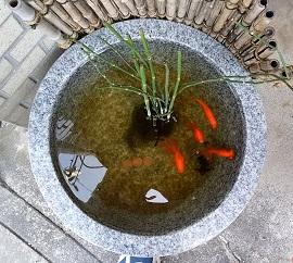 陶器の大鉢の中で泳いでいる4匹の赤い金魚の写真
