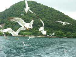 島の前を群れて飛ぶカモメたちの写真