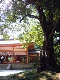 右手前に大きなご神木があり、奥に朱色の天井をした神社の入り口が見えている写真
