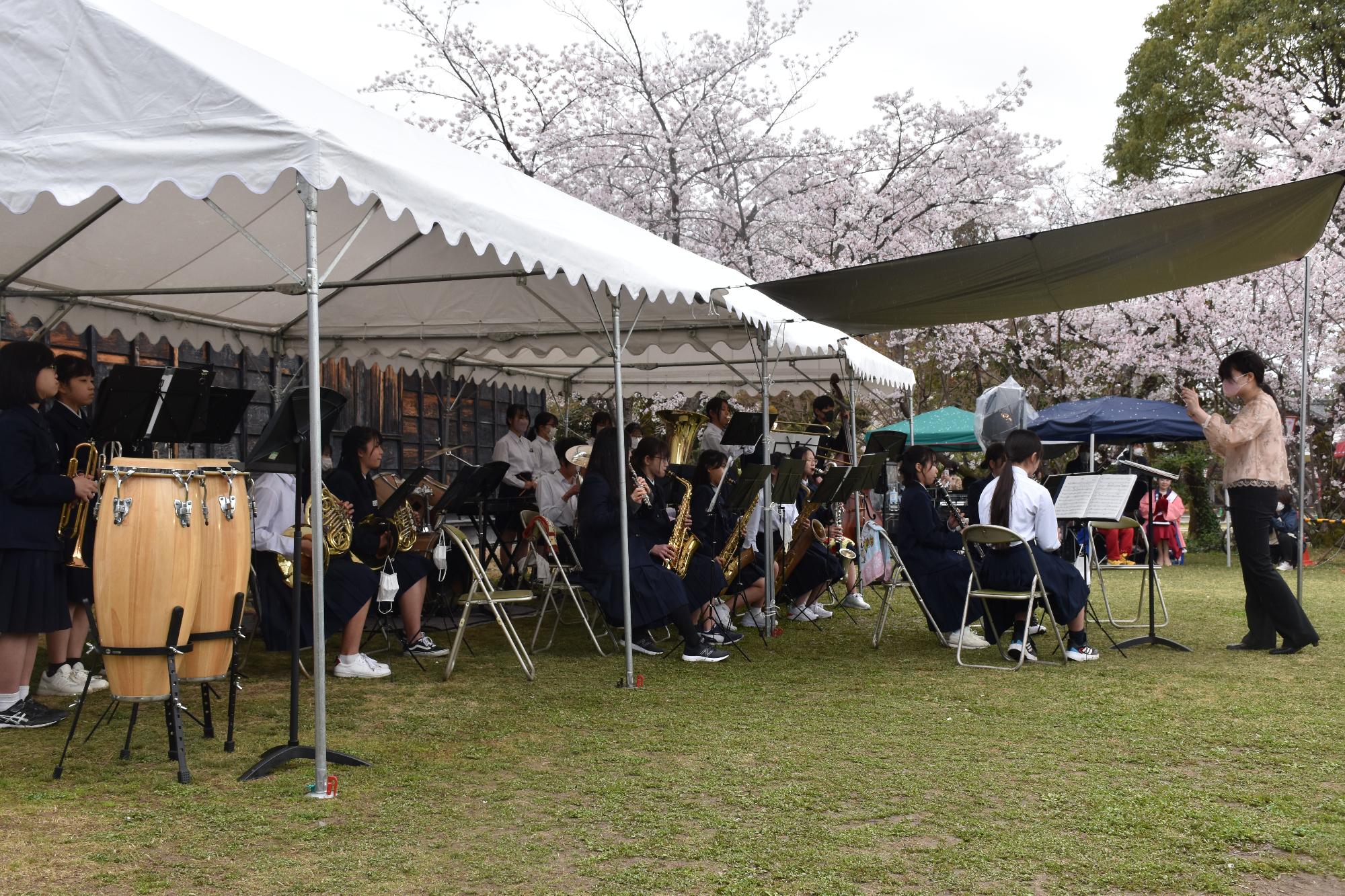 満開の桜の中演奏をする中学生ブラスバンド