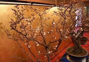 金色の屛風の前に展示されている鉢に植えられた少し枝に花をつけた梅の木々の写真