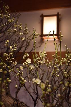 室内の照明に照らされている白い花をつけた梅の木の枝の写真