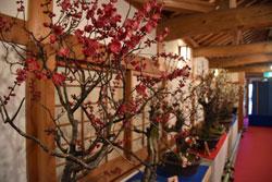 室内の障子のある壁面のそばにある鉢に植えられた赤い花をつけた梅の木の写真