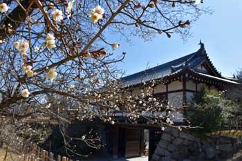 郡山城跡の建物から少し離れたところに生えている梅の木々の枝の一部に白い花が咲いている写真