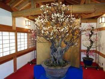 会場内の赤い床の中心に置かれた金色の屏風と大きな鉢に植えられた梅の木の写真