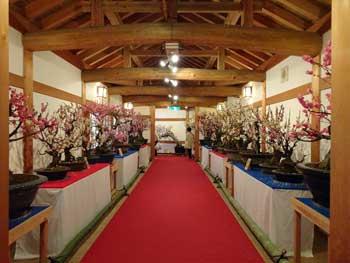 会場内の中心に敷かれた赤い布の両脇の白い布が被せられた台に置かれている小さな鉢に植えられたたくさんの梅の木の写真