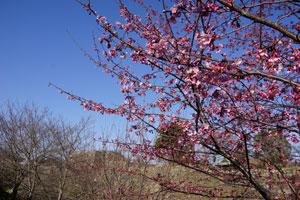 青空の下ピンク色の花をつけた木々の写真