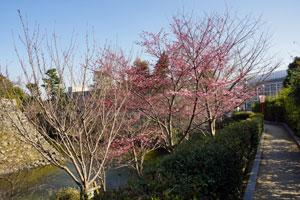 緑色に濁った水の流れる堀と遊歩道に挟まれるように生えているピンク色の花をつけた木々の写真