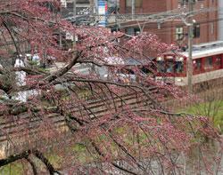 線路を走る白と赤のツートンカラーの電車を背景に開花しつつあるしだれ桜の枝が写りこんでいる写真
