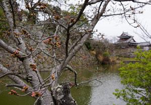 堀の周辺を流れる水辺を背景に開花しつつある花のつぼみをつけた桜の枝が大きく映り込んだ写真