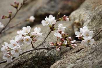灰色の岩と岩のそばにある咲き始めの桜の木の枝の写真
