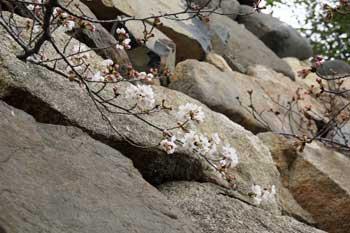 積み上げられた灰色の岩と岩のそばにある咲き始めの桜の木の枝の写真