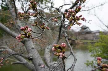 堀の周辺を流れる水辺を背景に花のつぼみをつけた桜の枝が大きく映り込んだ写真