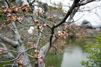 堀の周辺を流れる水辺を背景に花のつぼみをつけた桜の枝が大きく映り込んだ写真
