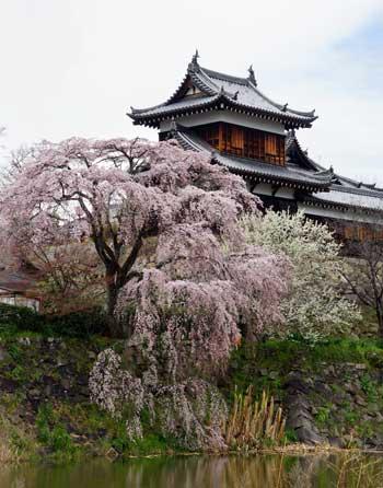 青空を背景に建つ城と城のふもとの崖に生えている花をつけたしだれ桜の木々の写真