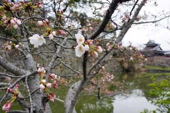 堀の周辺を流れる水辺を背景に花をつけた桜の枝が大きく映り込んだ写真