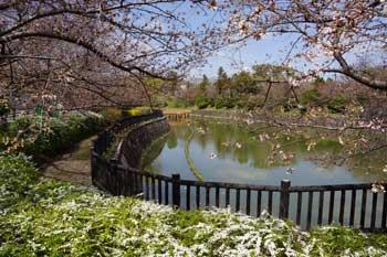 少し花をつけた桜の木々と白い花をつけた背の低い木々と茶色い丸太でできた茶色い柵に囲まれた池の写真
