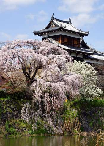 青空を背景に建つ城と城のふもとの崖に生えている花をつけたしだれ桜の木々の写真