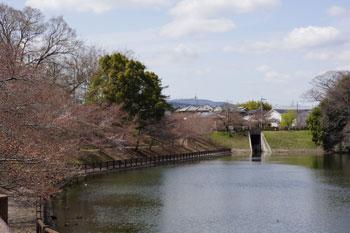 青空の下花が散った桜の木々や葉をつけた木々に囲まれた池の写真