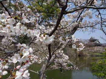 堀の周辺を流れる水辺を背景に花をつけた桜の枝が大きく映り込んだ写真
