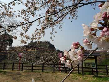 少し離れた視点から見える青空を背景に建つ城の土台に花をつけた桜の枝が映り込んだ写真