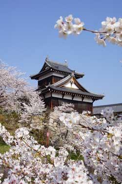 青空を背景に建つ城の手前に花をつけた桜の枝が写りこんでいる写真