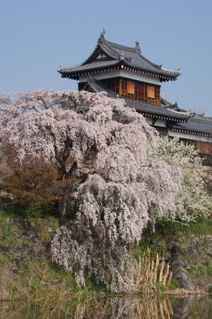 青空を背景に建つ城と城のそばの崖に生えている花をつけた桜の木々の写真