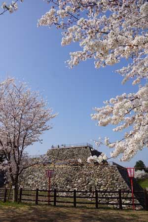 青空を背景に建つ城の土台と土台の両脇に生えている満開の2本の桜の木の写真