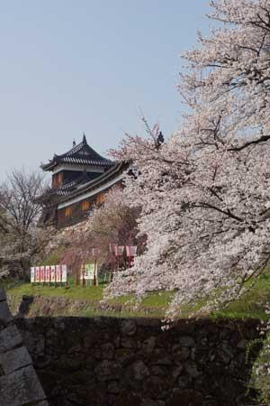 青空を背景に建つ城跡と城の右側に生えている満開の桜の木の少し離れた視点の写真