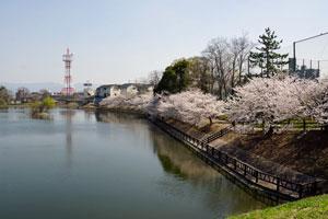 青空を背景に左奥に紅白色の鉄塔が見える茶色い柵のある池と池の周囲に沿って満開の桜の木々が並んでいる写真