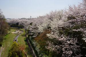 青空を背景に左手に小川が流れている満開の桜の木々がたくさん並んでいる様子の少し離れた視点の写真