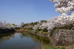 青空を背景に満開の桜の木々が並んでいる水の流れる城の堀の少し離れた視点の写真