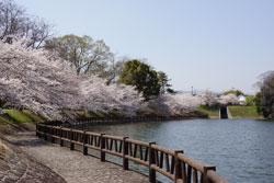青空を背景に茶色い柵のある池と池の周囲に沿って満開の桜の木々が並んでいる写真