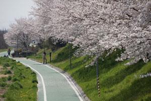 道路に沿って立つ満開の桜の木々の写真