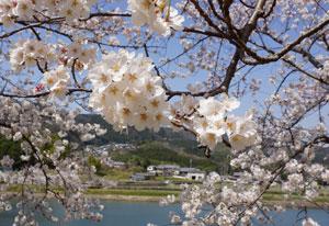 川の遠くに丘や民家が見える風景に映り込む枝に咲いた満開の桜の花々の写真