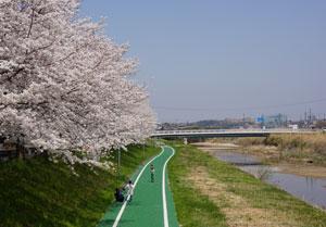 青空を背景に遠くに橋の架かった川沿いの道に沿って立つ満開の桜の木々の写真