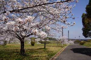 道路の左脇に生えている満開の桜の木々の写真
