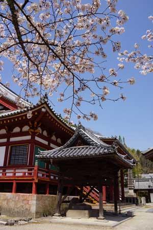 青空を背景に建つ瓦屋根に赤と白色をした寺の建物の風景に映り込む満開の桜の枝の写真