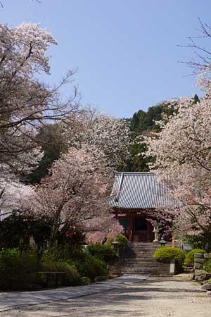 青空を背景に建つ瓦屋根に赤色をした寺の門が遠くに見える道沿いに咲く満開の桜の木々の写真