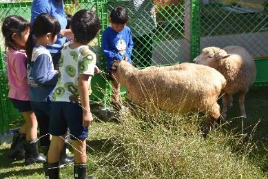 柵の前の羊と戯れるピンク色と青色と緑色のシャツを着た4人の幼稚園児の写真