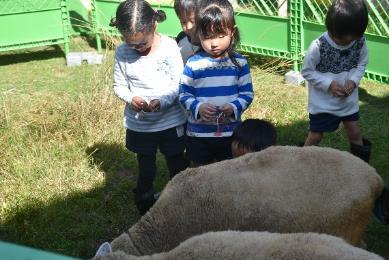 羊に餌をあげる青白横縞などのシャツを着た幼稚園児たちの写真