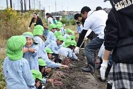 草色の帽子を被った幼稚園児たちが芋掘りをしている写真
