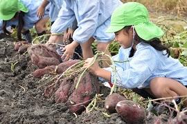 草色の帽子を被った幼稚園児の女の子が芋掘りしている写真