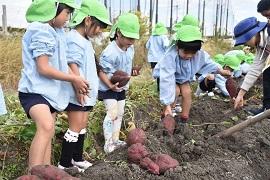 草色の帽子を被った幼稚園児たちが掘った芋を見つめている写真