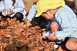 黄色い帽子を被った幼稚園児の男の子が落ち葉をいじっている写真