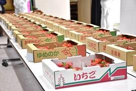 三の丸会館で行われたイチゴの品評会に出展する為に並べられたイチゴの写真