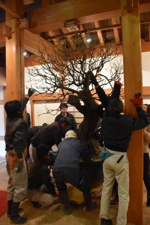 横倒しの形状で形作られた梅の木を幾人の作業員が周りに干渉しない様に慎重に設置している処の写真