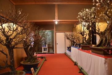 赤いカーペットが敷かれた和風の開館に置かれた鉢植えされた梅の木の作品群の写真