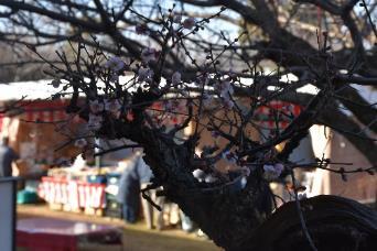 場外の露店をバックに綺麗な花を咲かせた梅の木の写真
